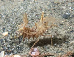Horned Shrimp thumbnail 4