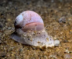 Aleutian Moonsnail thumbnail 4