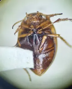 Nectoporus congruus thumbnail 3