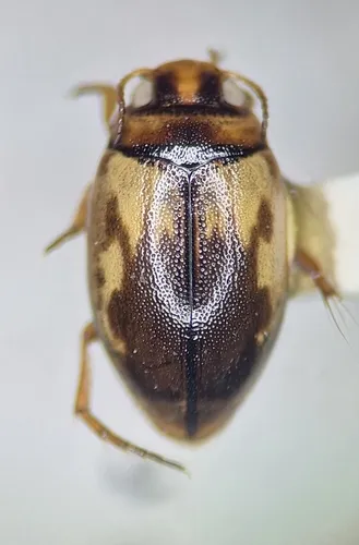 Hygrotus lutescens