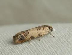Ornate Eucosma thumbnail 4