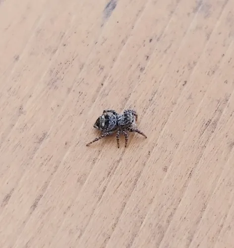 Flower Jumping Spider