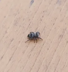 Flower Jumping Spider thumbnail 1