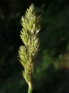 fragile-sheathed sedge thumbnail 2