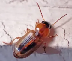Comma Harp Ground Beetle thumbnail 3