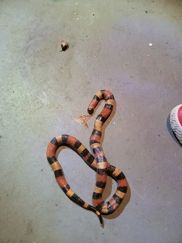 West Mexican Milksnake