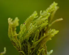 Monster Pawwort thumbnail 4