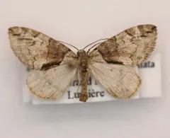 Hydriomena exculpata thumbnail 2