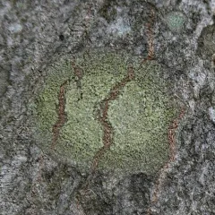 Ropalospora viridis thumbnail 3
