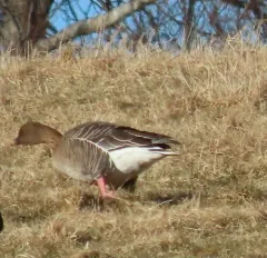 Pink-footed Goose thumbnail 4