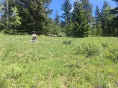 western valley sedge thumbnail 3