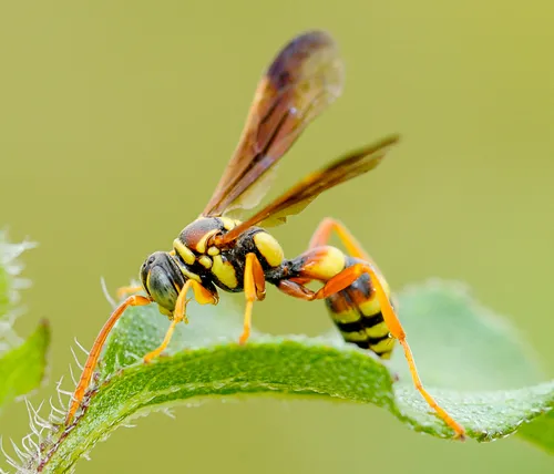 Oryttus gracilis