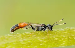 Mellinus abdominalis thumbnail 4