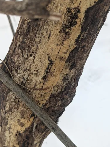 Toothed Crust