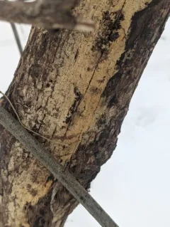 Toothed Crust thumbnail 1