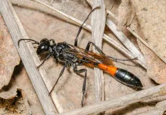 Ammophila mediata thumbnail 2