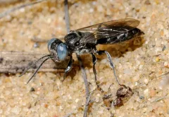 Tachysphex similis thumbnail 1