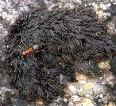 Andreaea megistospora thumbnail 2