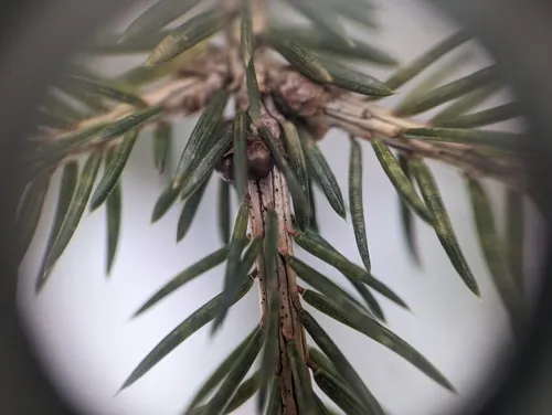 Setomelanomma holmii