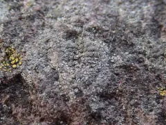 Smoky Rim Lichen thumbnail 2