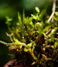 Pointed Spear-moss thumbnail 4