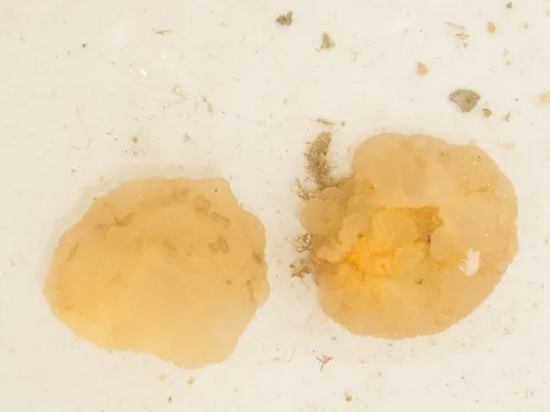 Onchidiopsis corys