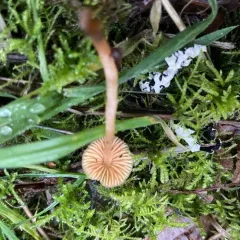 Galerina semilanceata thumbnail 2