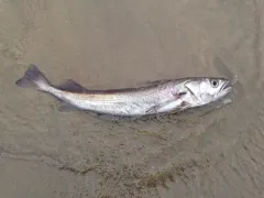 Pacific Hake thumbnail 2