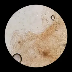 Pluteus granularis thumbnail 4