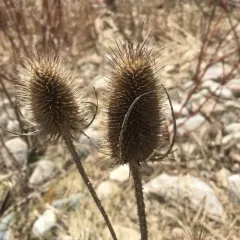 wild teasel thumbnail 4