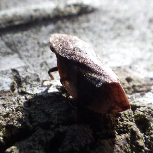 Diamondback Spittlebug