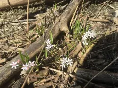 Alpine Squill thumbnail 2