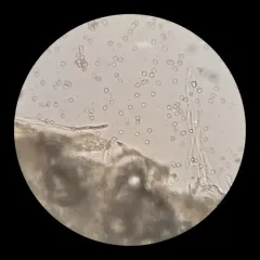 Pluteus tomentosulus thumbnail 4