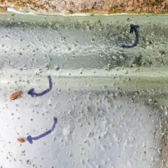 Dicyrtomina ornata thumbnail 4