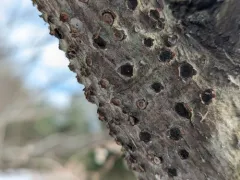 Biscogniauxia marginata thumbnail 2
