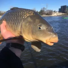 European Carp thumbnail 3