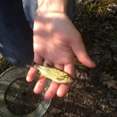 Golden Shiner thumbnail 2