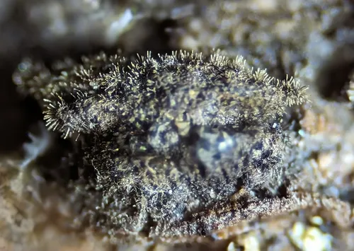 Helicoma muelleri
