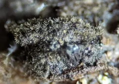 Helicoma muelleri thumbnail 1