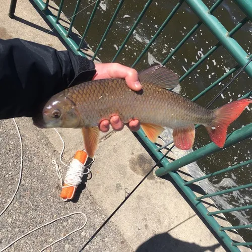 Shorthead Redhorse