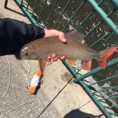 Shorthead Redhorse thumbnail 1