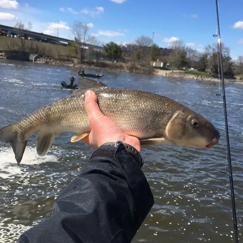 White Sucker