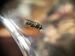 Lesser Bulb Fly thumbnail 2