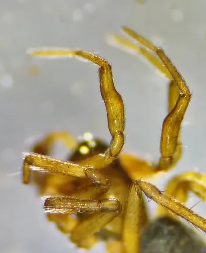 Soucron arenarium