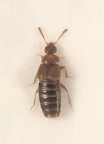 Beautiful Minute Rove Beetle