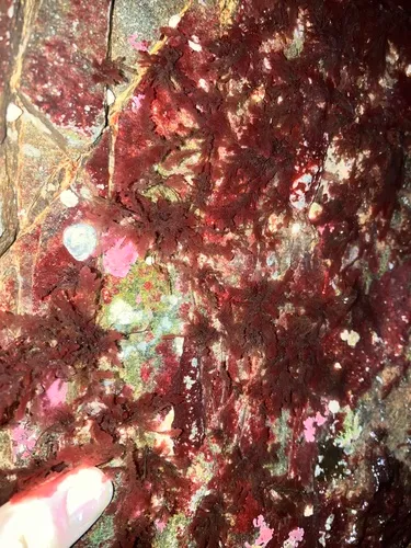 Plumaria plumosa
