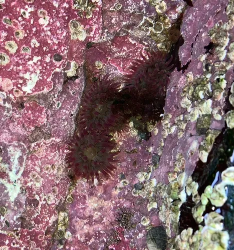 Christmas Anemone