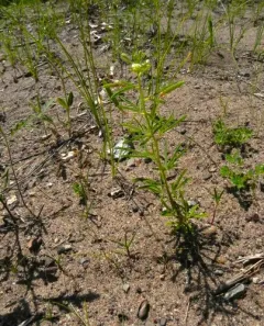 James' Clammyweed thumbnail 2