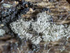 Menispora glauca thumbnail 1
