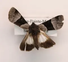Three-striped Oncocnemis thumbnail 3